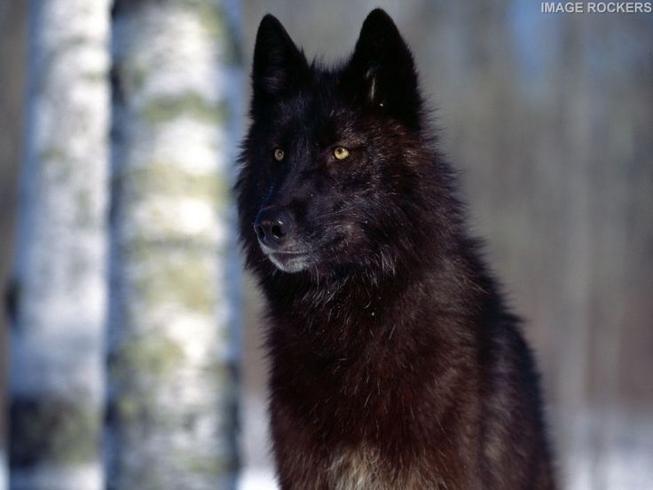 Wolf husky hybrid photos