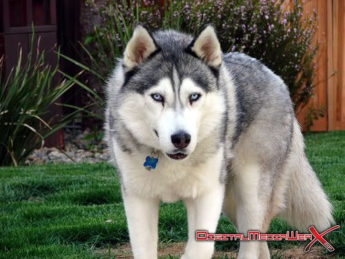 Wolf husky hybrid photos