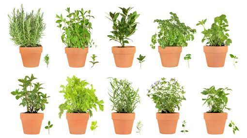 All about herb gardening