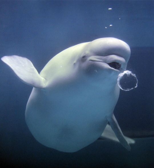Beautiful Beluga Whale