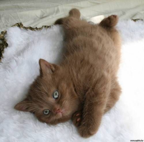 British short hair cinnamon kitten.