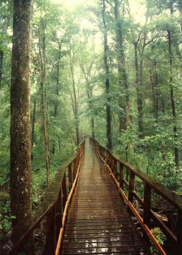 Congaree National Park, must visit