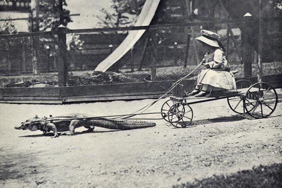 Crocodile cart, c. 1900s