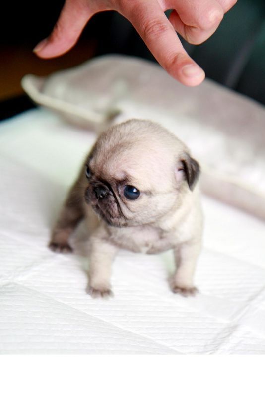 Darling Teacup Pug – how precious!!!