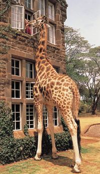 Giraffe Hotel, South Africa