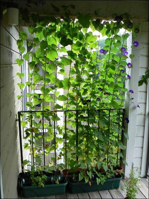 I've done this on my front porch – it's beautiful! Morning Glory "B