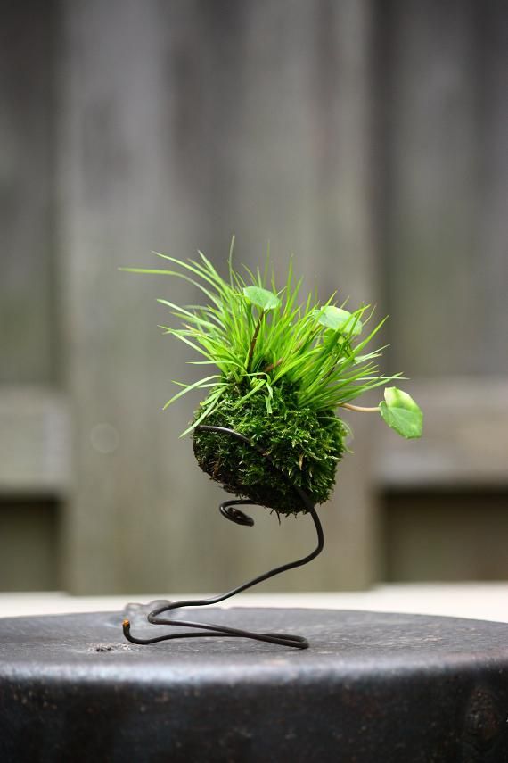 Japanese moss ball with grass and what looks like some tiny galax leaves. Tr&#23