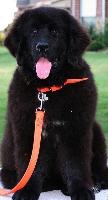 Newfoundland…looks like a bear.  Best tempered dogs!♥-tiny lapdog, trapp