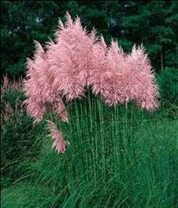 Ohhhh i LOVE THIS!   Cotton Candy Pompous Grass - withstands heat, humidity, poo