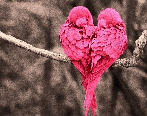 Pink Heart Love Birds