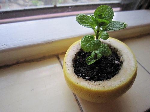 Start a seedling in a lemon peel, then plant the whole thing.