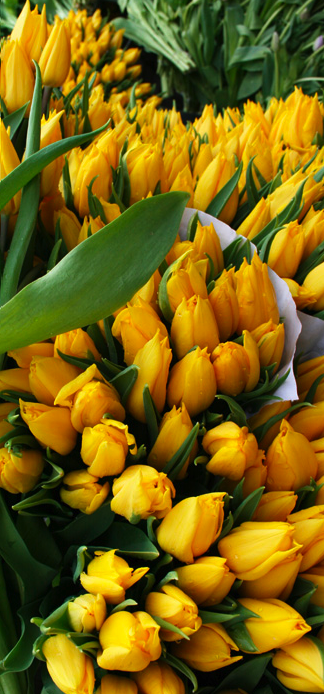 Sunny Tulips
