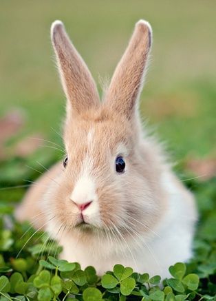 Sweet Rabbit (Animal Edition) @ Expimage p/i  So Cute!!