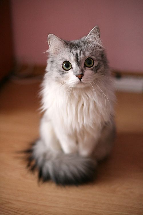 beautiful. kitten!
