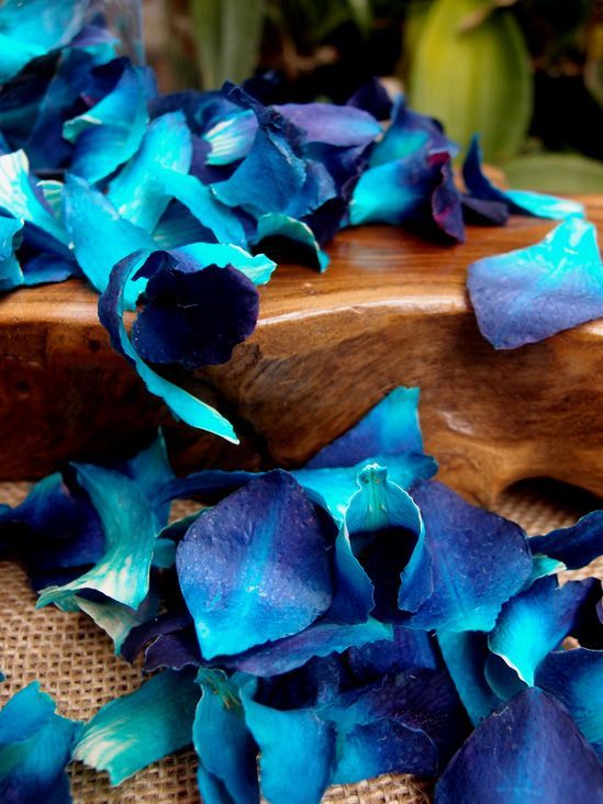 blue orchid flower petals