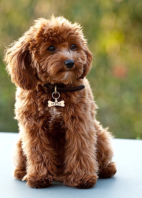 cavapoo…. Cavalier King Charles Spaniel and a Poodle mix.