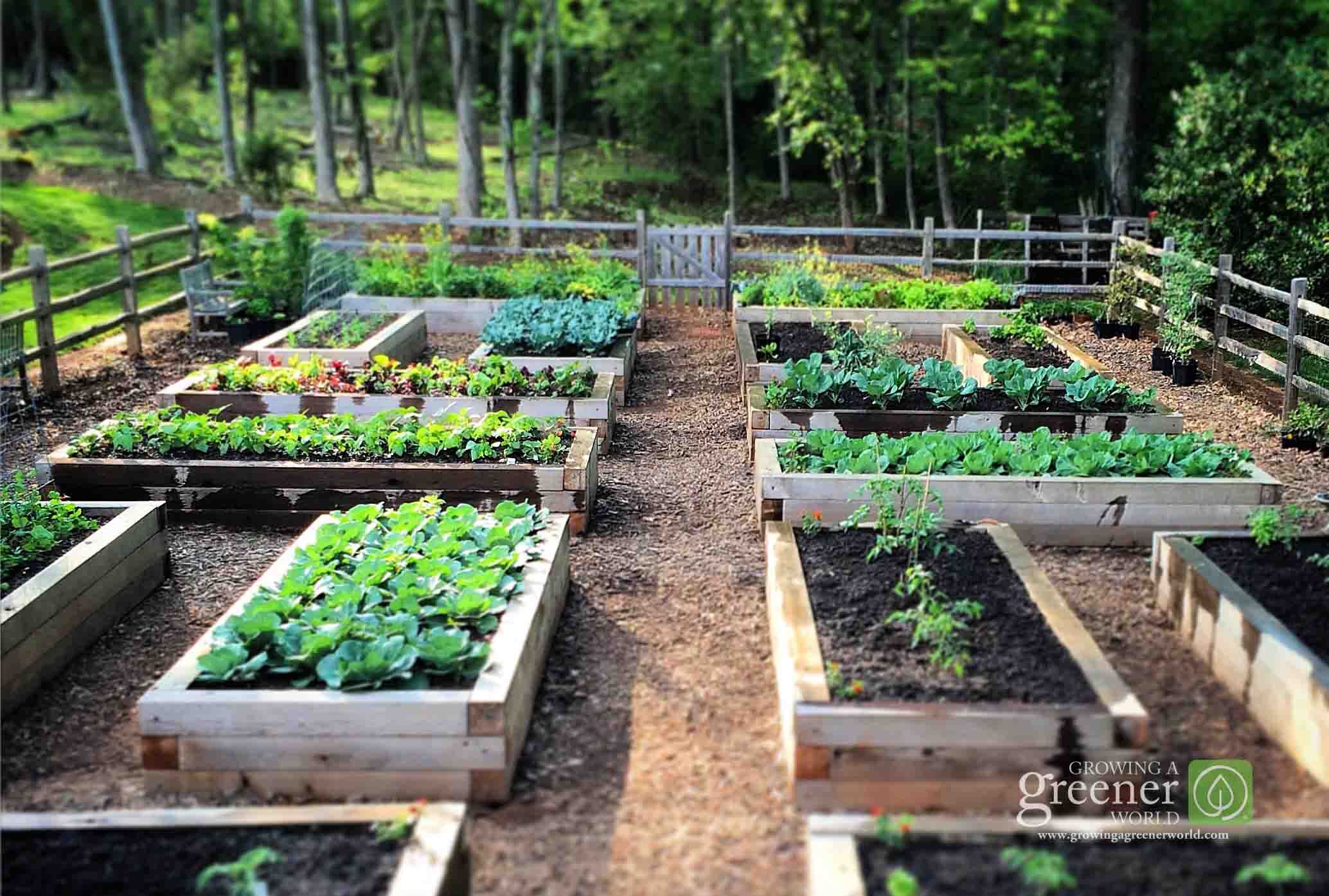 Benefits of Gardening in Raised Beds -   Raised beds Ideas
