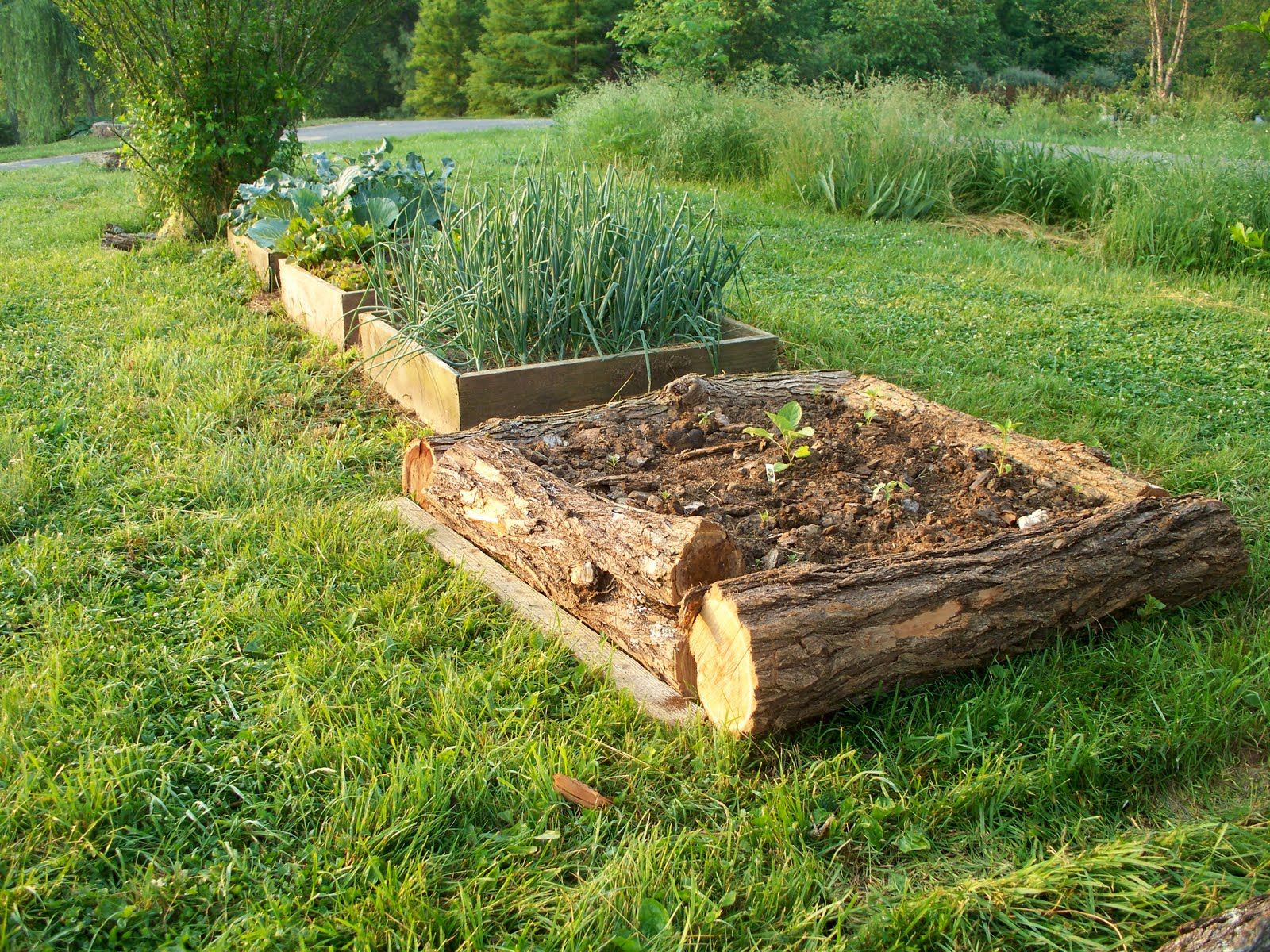 This is the newest of the raised beds. The big logs were heavy to ... -   Raised beds Ideas