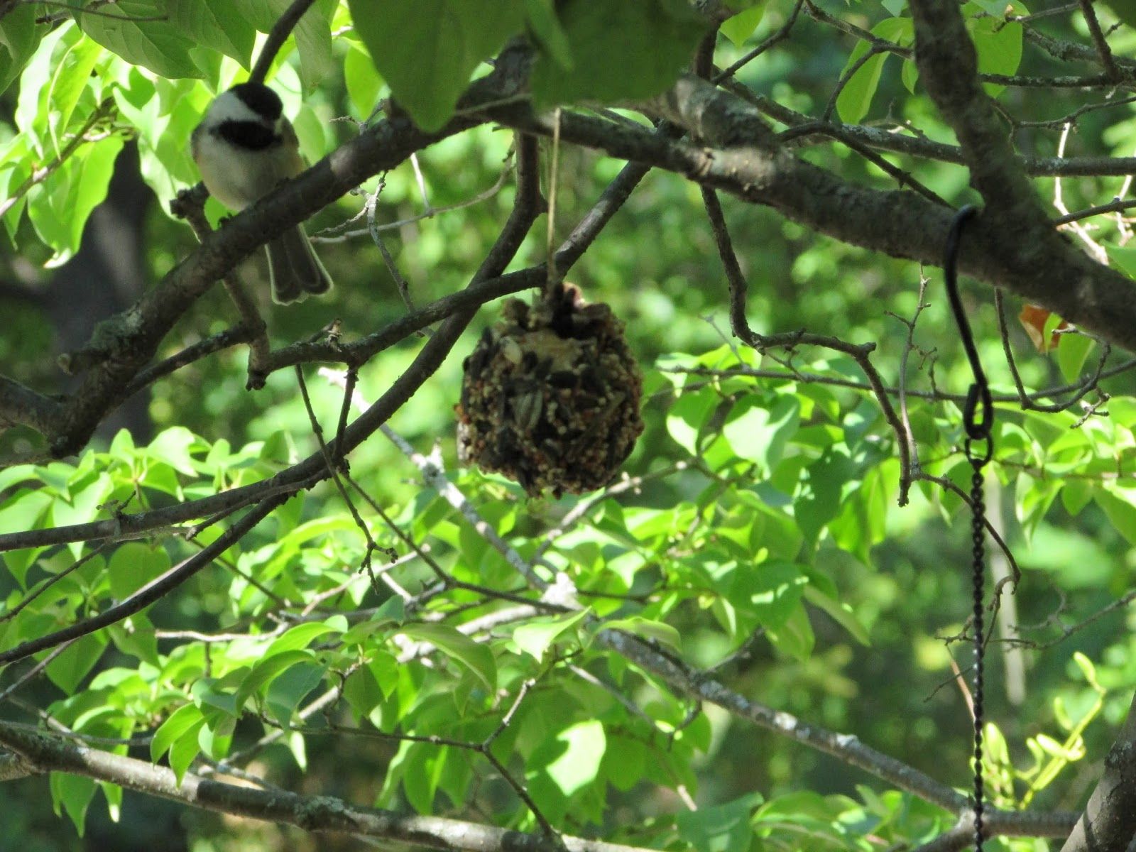 DIY Natural Pine Cone Bird Feeders -   DIY Natural Bird Feeder