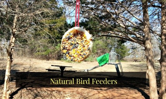 DIY Natural Bird Feeder -   DIY Natural Bird Feeder