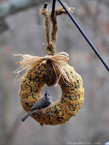 Bird Feeders in 8 Easy Ways -   DIY Natural Bird Feeder