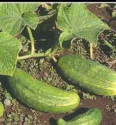 Simple way to get more cucumbers