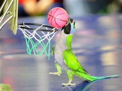 A bunch of pics of animals playing basketball. Click for more.