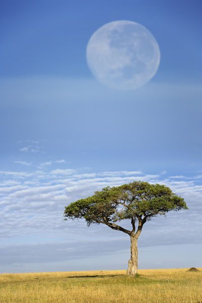 Africa | Umbrella Thorn Acacia, Acacia tortilis, and full moon, Masai Mara Game