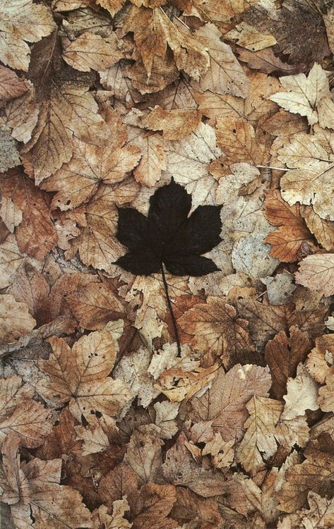 Andy Goldsworthy: Fall Leaves