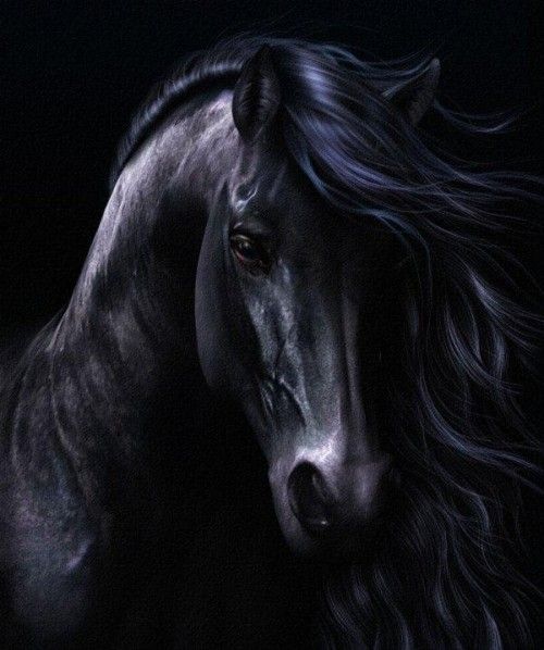 Beautiful Horse Picture
