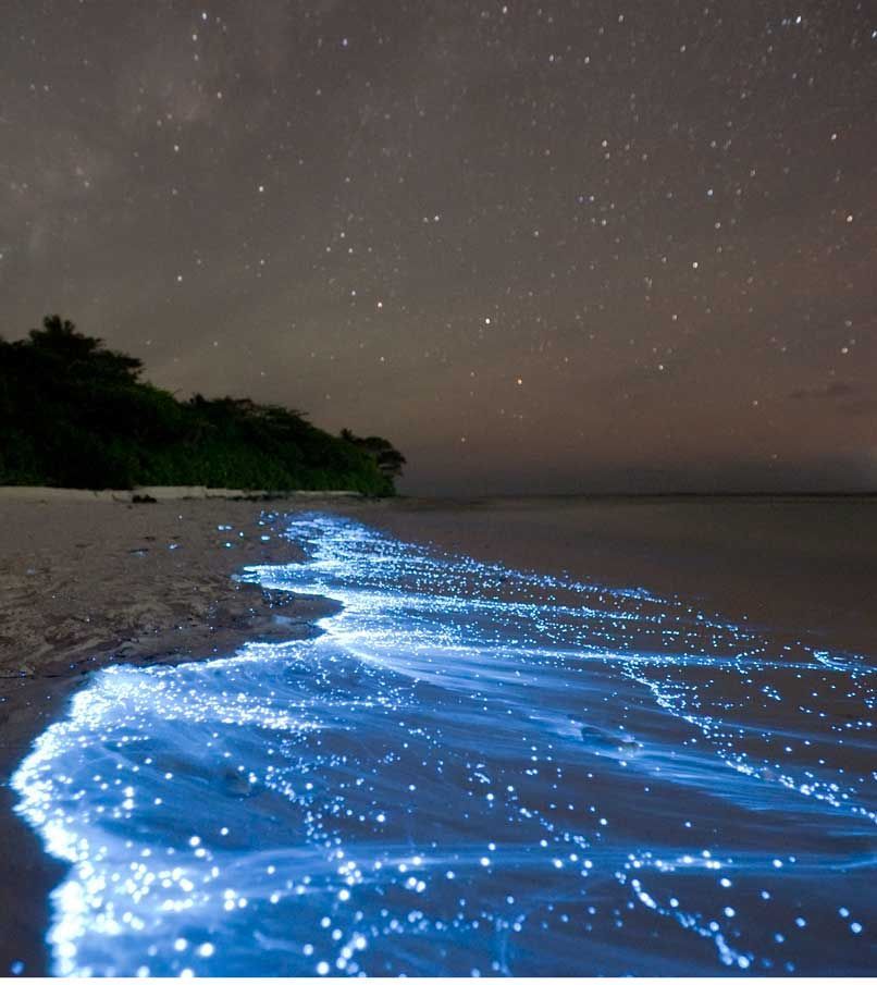 Bioluminescent phytoplankton – Vaadhoo Island, Maldives
