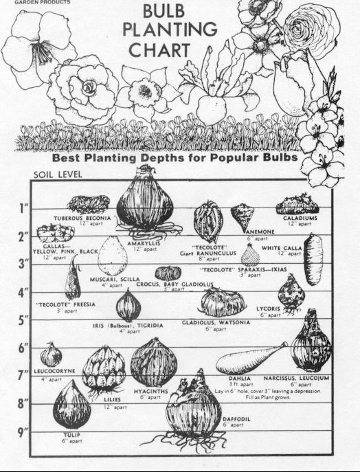 Bulb planting chart