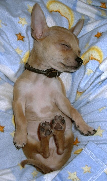 Chihuahua sleeping….