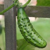 Cucumbers are sweeter when you plant them with sunflowers. Don't plant them