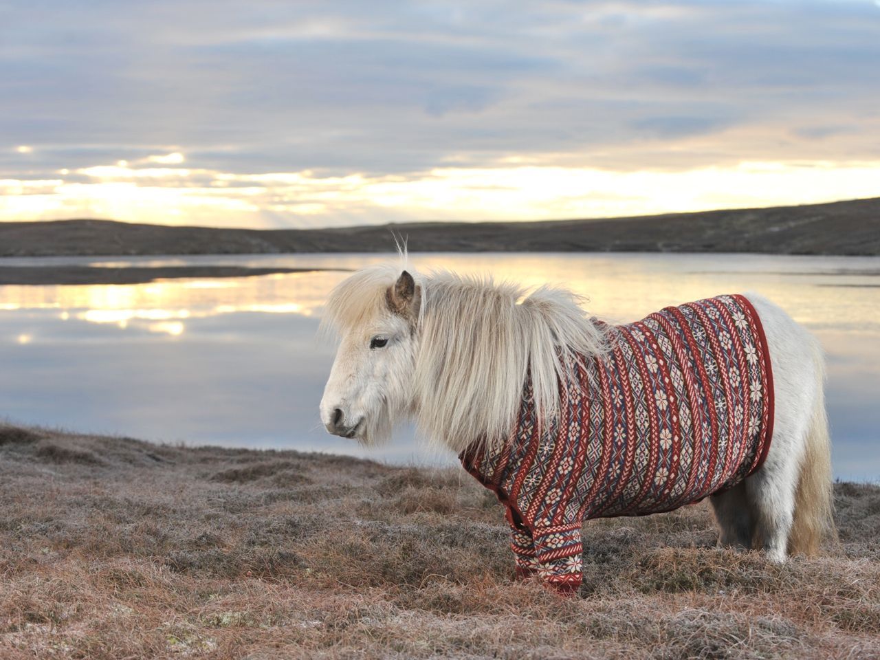 Cuteness overload: Shetland ponies wear Shetland wool sweaters on Shetland Isles