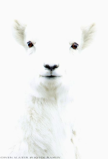 Dall sheep lamb. White