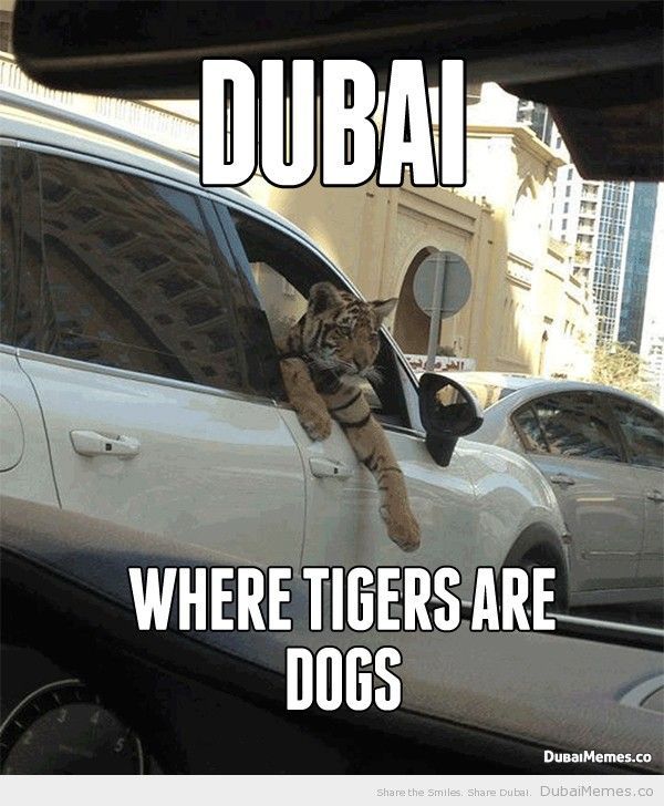 Dubai… Where Tigers Are Dogs