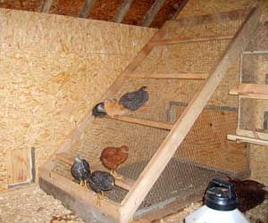 Excellent Idea for chicken coop – make the roost enclosed with poultry wire to k