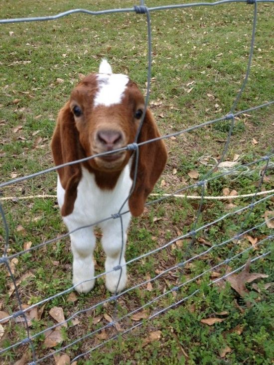 Goats might be the new cats, you guys.