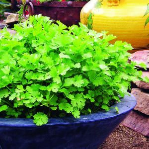 Grow Cilantro continuously for a while.