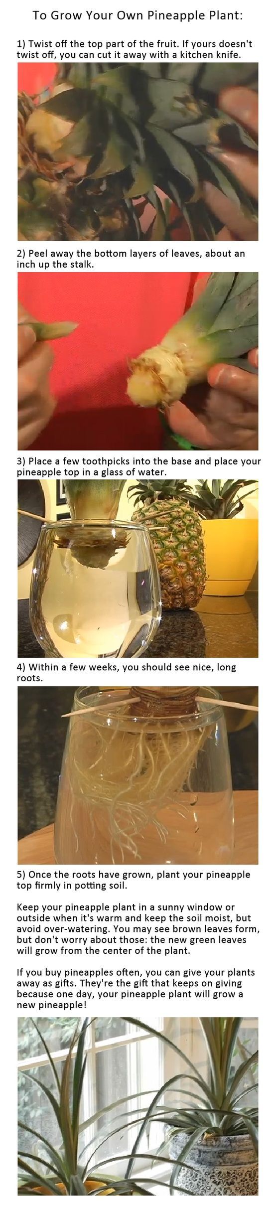 Grow your own pineapple!!!
