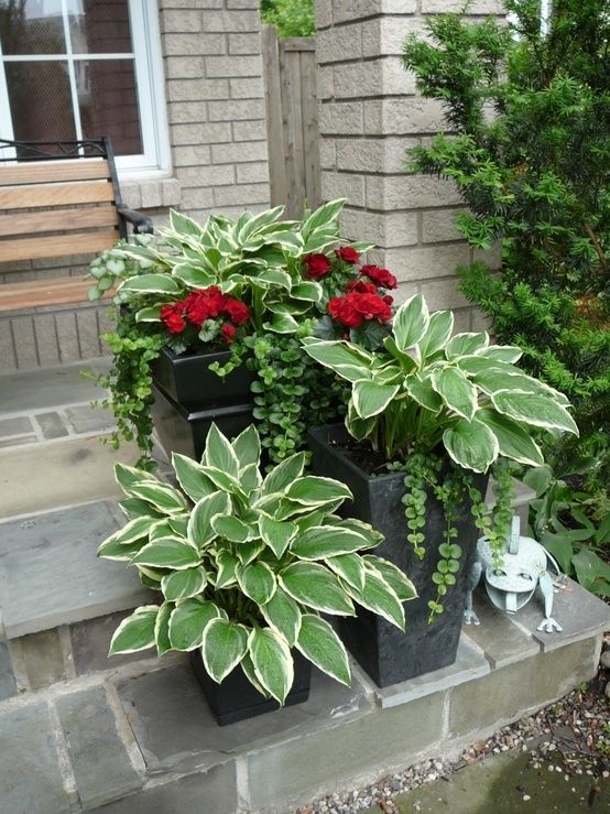 Hostas in a pot: every spring they return, in the pot!  Add geraniums and ivy fo