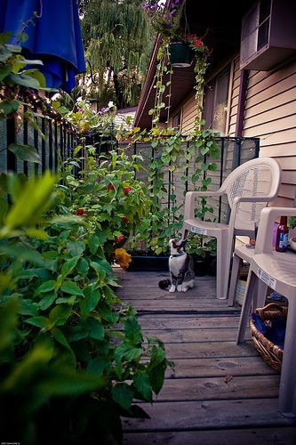 How To: Vegetable Garden on Patio or Balcony!  Need to for the new apartment we