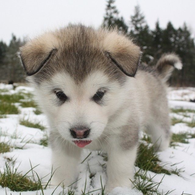 Husky Puppy! So cute!