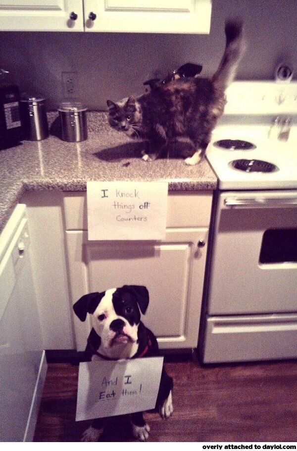 I swear my cat and dog do the same thing
