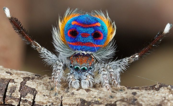 Incredible Shots of the Exotic Peacock Spider / via Ben Pierrat