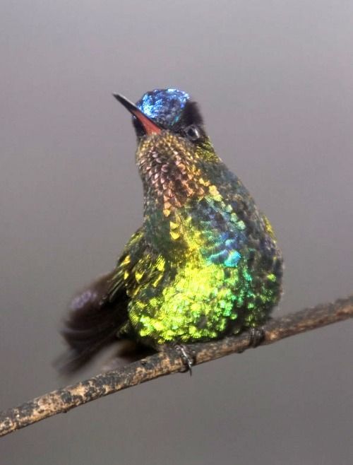 Metallic swallow-tailed hummingbird from South America