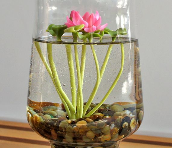 Miniature Lotus Water Lily Terrarium