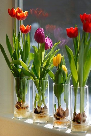 Must try — Indoor Tulips . . . Step 1 – Fill a glass container about 1/3 of the