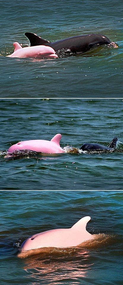 OMG!! Pink Dolphin October 2012 -According to NOAA, there have only been 14 reco